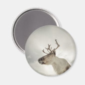 Natuur rendierfoto magneet (Voorkant / Achterkant)