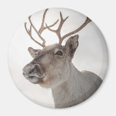 Natuur rendierfoto magneet (Voorkant)