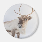 Natuur rendierfoto magneet (Voorkant)