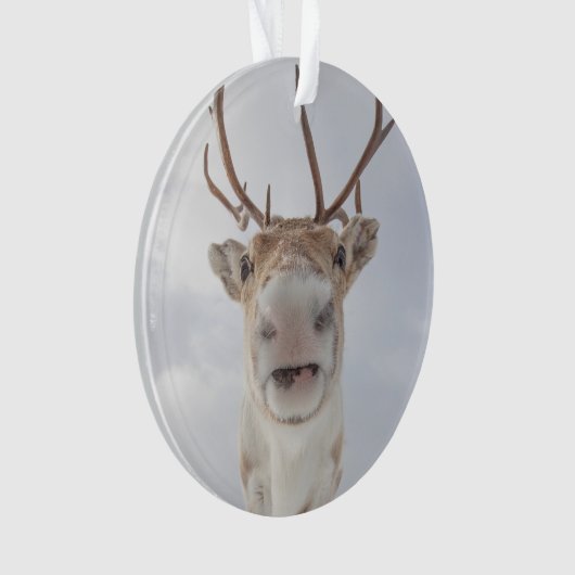 Natuur rendierfoto ornament (voorkant)
