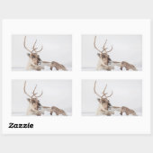 Natuur rendierfoto rechthoekige sticker (Vel)