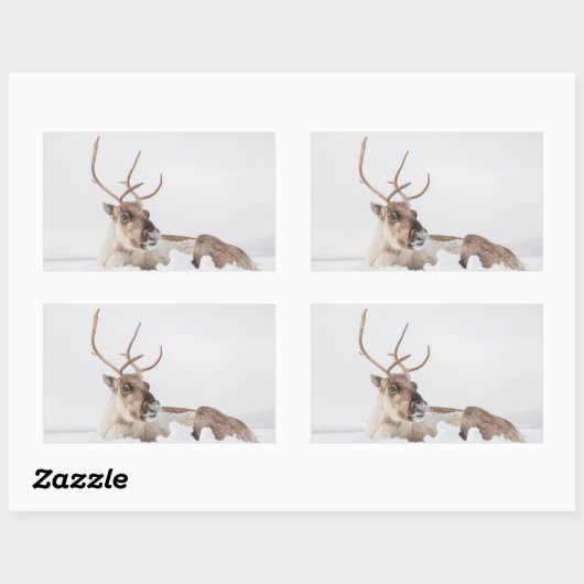 Natuur rendierfoto rechthoekige sticker (Vel)