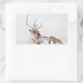 Natuur rendierfoto rechthoekige sticker (Tas)