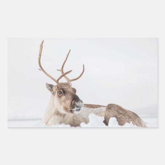 Natuur rendierfoto rechthoekige sticker (Voorkant)