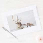 Natuur rendierfoto rechthoekige sticker (Envelop)