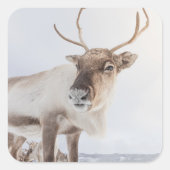 Natuur rendierfoto vierkante sticker (Voorkant)