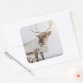 Natuur rendierfoto vierkante sticker (Envelop)