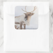 Natuur rendierfoto vierkante sticker (Tas)
