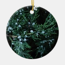 Natuur Rijpende Jeneverbessen