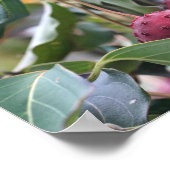 Natuur rode duoghoutvruchten poster (Hoek)