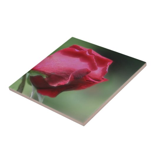 Natuur rode rosebud-ventilator tegeltje (Zijkant)