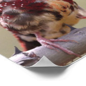 Natuur Rode Vink Vogel Poster (Hoek)