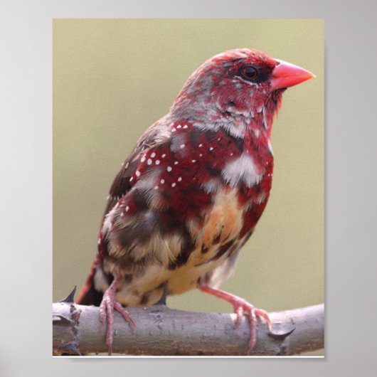 Natuur Rode Vink Vogel Poster (Voorkant)