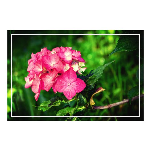 Natuur Roze Hydrangea Flower-34694 Foto Afdruk (Voorkant)