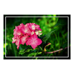 Natuur Roze Hydrangea Flower-34694 Perfect Poster