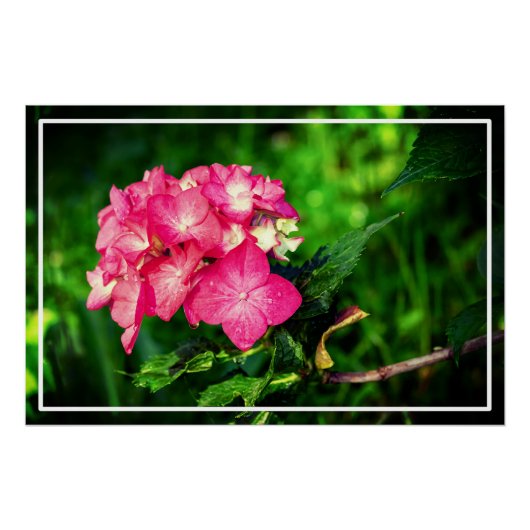 Natuur Roze Hydrangea Flower-34694 Perfect Poster (Voorkant)