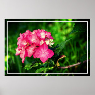 Natuur Roze Hydrangea Flower-34694 Poster