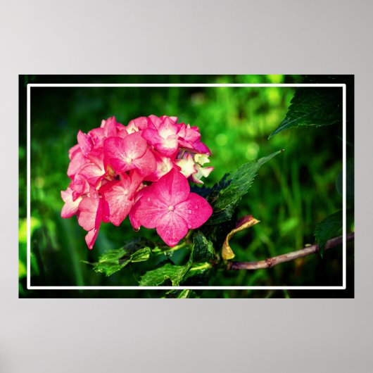 Natuur Roze Hydrangea Flower-34694 Poster (Voorkant)