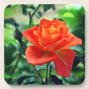 Natuur Roze Rozenbloem-46458 Bier Onderzetter