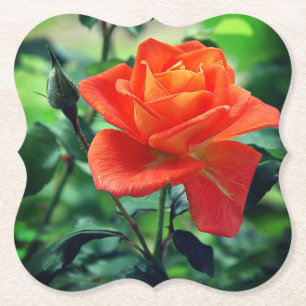Natuur Roze Rozenbloem-46458 Kartonnen Onderzetters