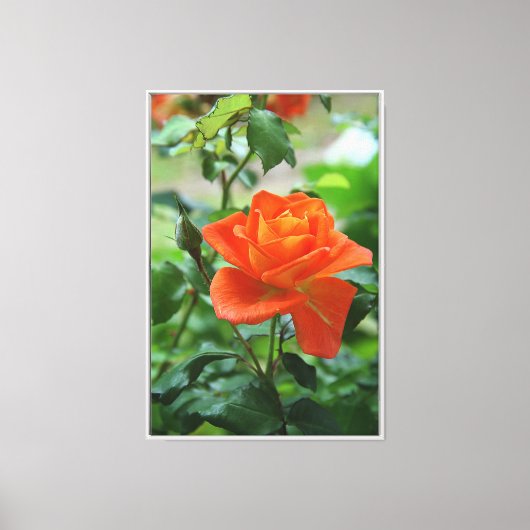 Natuur roze rozenbloem canvas afdruk (Voorkant)