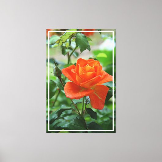Natuur roze rozenbloem canvas afdruk (Voorkant)