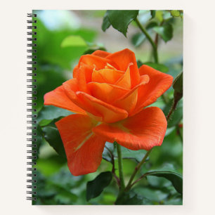 Natuur roze rozenbloem notitieboek