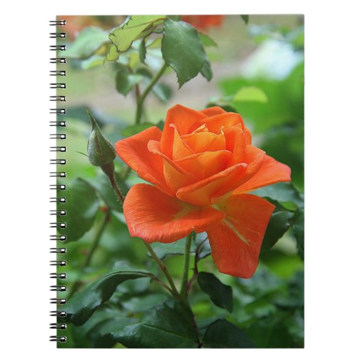Natuur roze rozenbloem notitieboek (Voorkant)