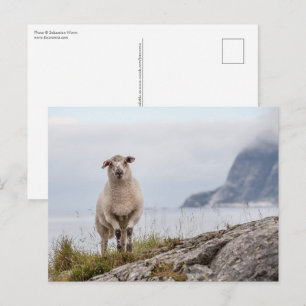 Natuur schapen Foto Briefkaart