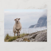 Natuur schapen Foto Briefkaart (Voorkant)