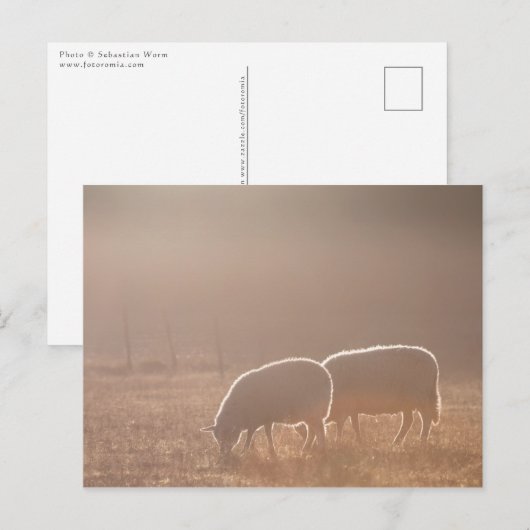 Natuur schapen Foto Briefkaart (Voorkant / Achterkant)