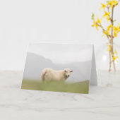 Natuur schapen Foto Kaart (Gele Bloem)