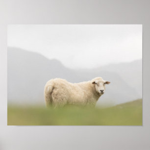 Natuur schapen Foto Poster