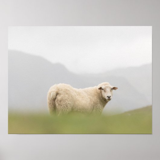 Natuur schapen Foto Poster (Voorkant)