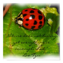 Natuur schiet niet op Poster