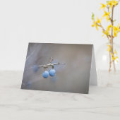 Natuur Sloe Berries Foto Kaart (Gele Bloem)