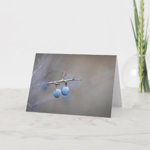 Natuur Sloe Berries Foto Kaart