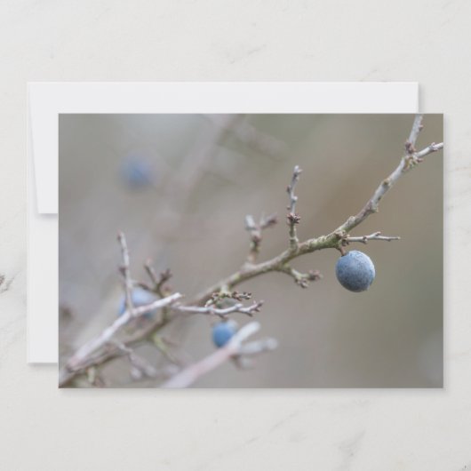 Natuur Sloe Berries - fotokaart (Voorkant)