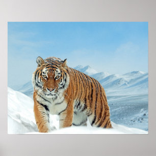 Natuur Tiger Winter Snow Photo Mountains Poster