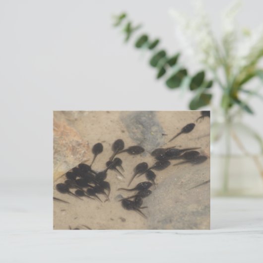Natuur Tiny Black Tadpoles Briefkaart (Staand voorkant)
