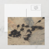 Natuur Tiny Black Tadpoles Briefkaart (Voorkant / Achterkant)