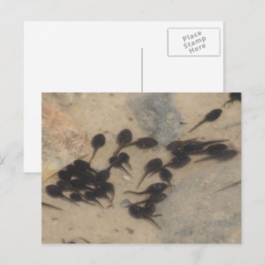 Natuur Tiny Black Tadpoles Briefkaart (Voorkant / Achterkant)