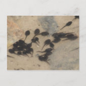 Natuur Tiny Black Tadpoles Briefkaart (Voorkant)