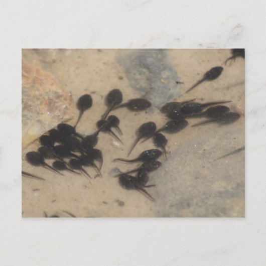 Natuur Tiny Black Tadpoles Briefkaart (Voorkant)