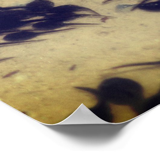 Natuur Tiny Black Toad Tadpoles Poster (Hoek)