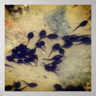 Natuur Tiny Black Toad Tadpoles Poster