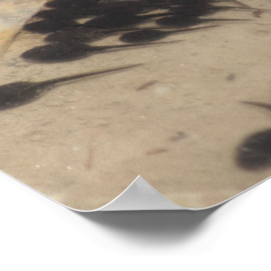 Natuur Tiny Black Toad Tadpoles Poster (Hoek)