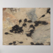 Natuur Tiny Black Toad Tadpoles Poster (Voorkant)