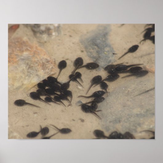 Natuur Tiny Black Toad Tadpoles Poster (Voorkant)