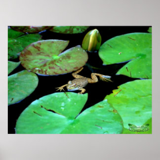 Natuur tussen Lilies Poster